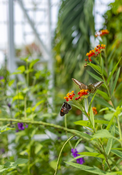 Butterfly_House-7_72